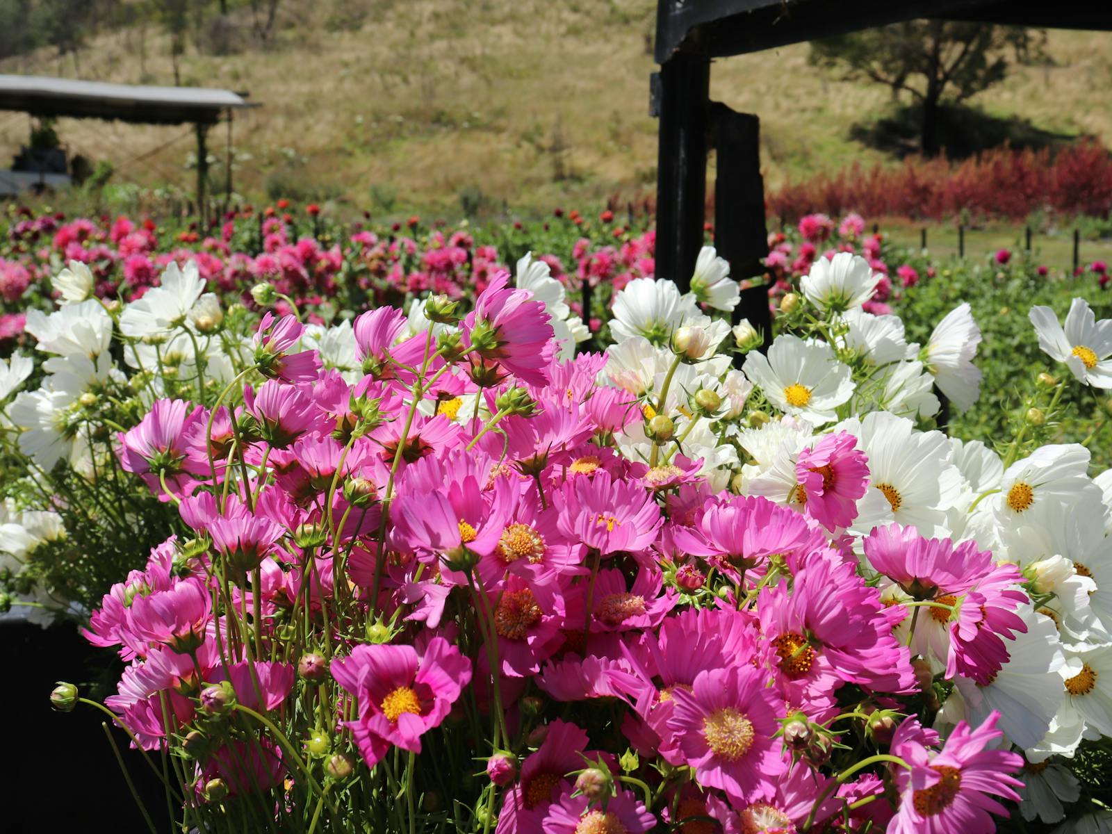 Image for Gather and Bloom Twilight Pick
