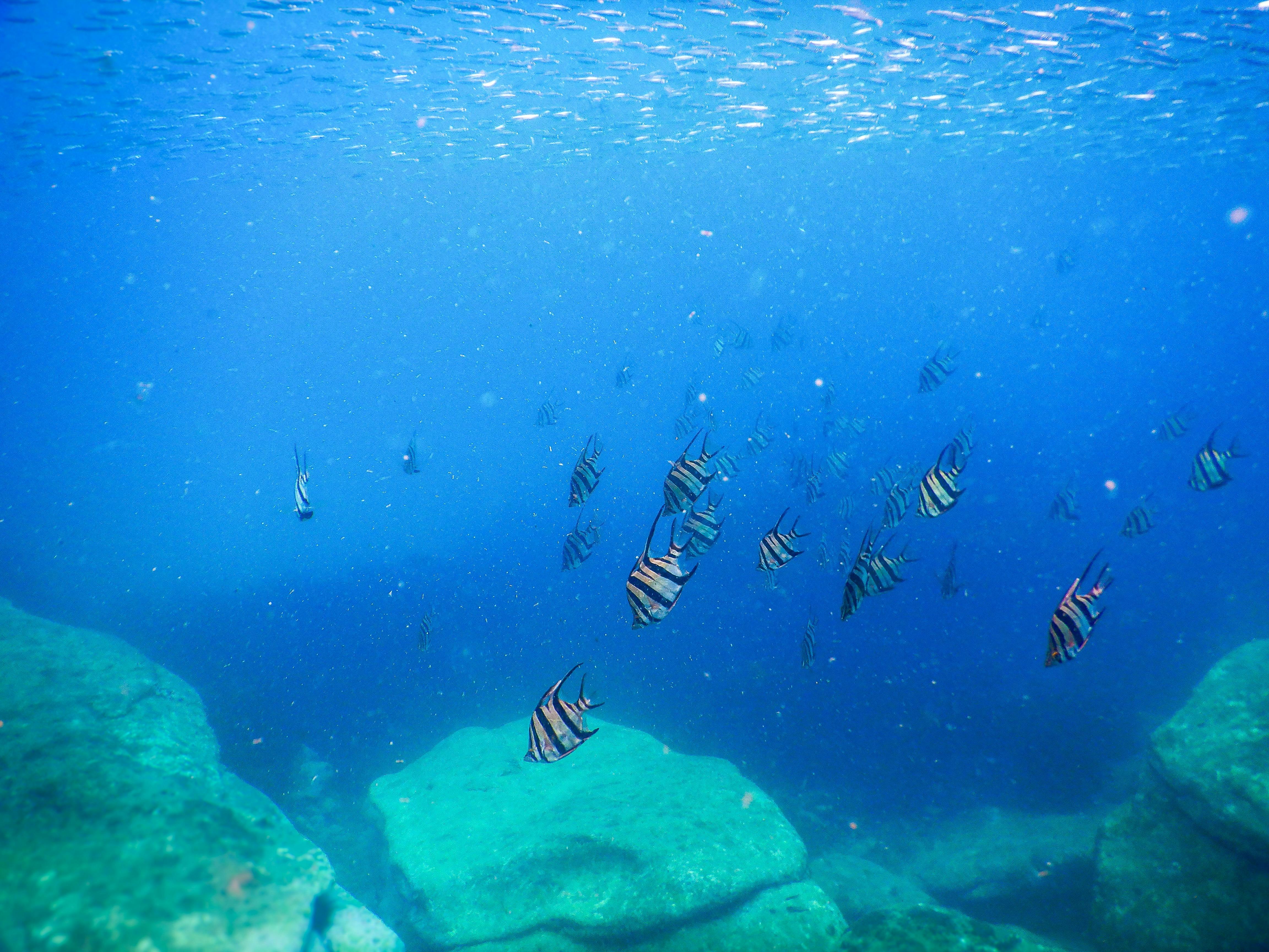 Geführte Schnorcheltouren in Sydney