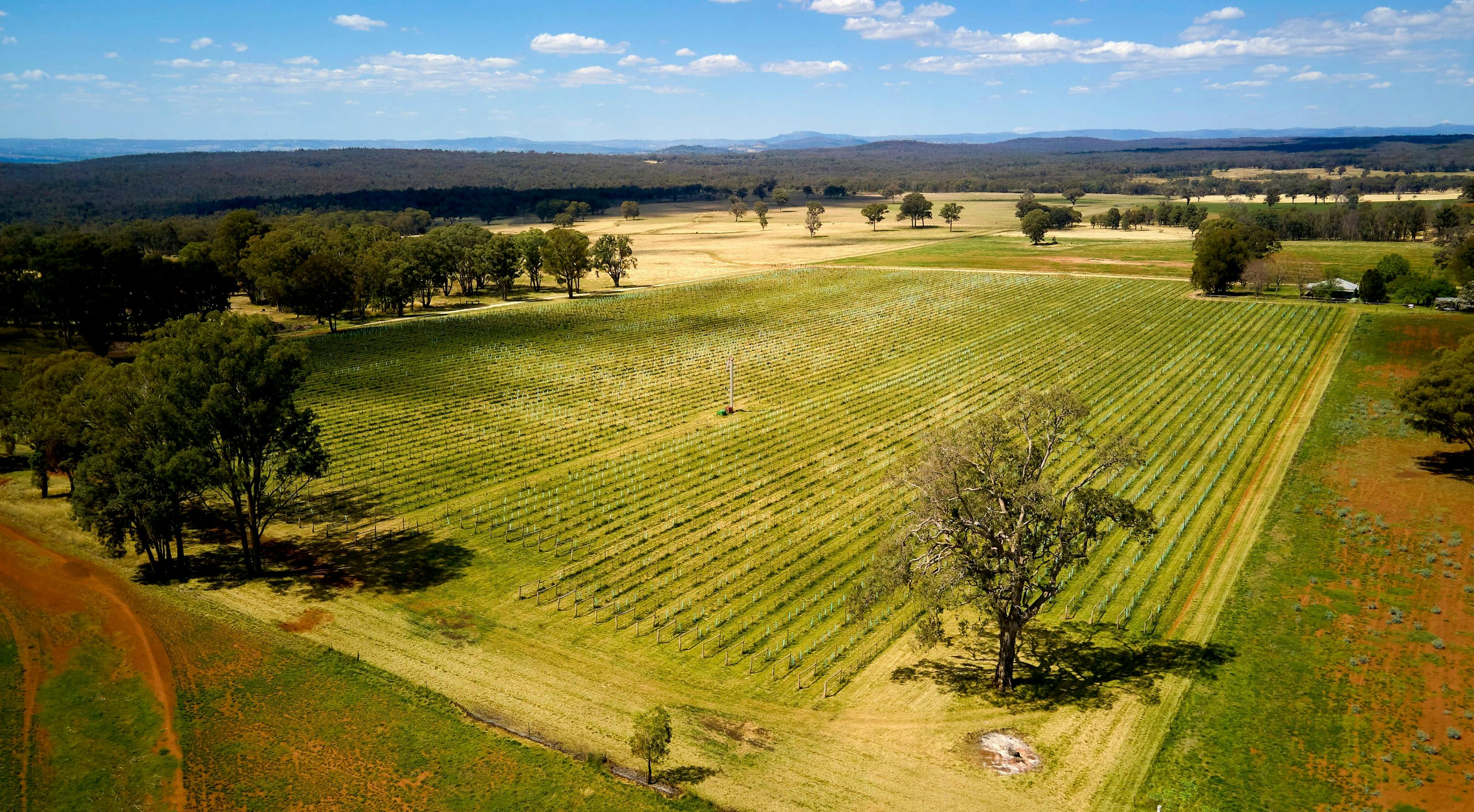 Aerial view of vineyard