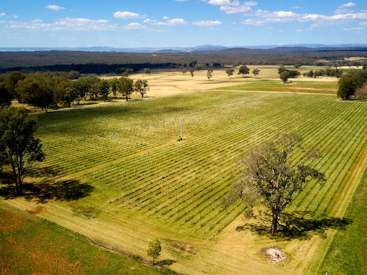 Aerial view of vineyard