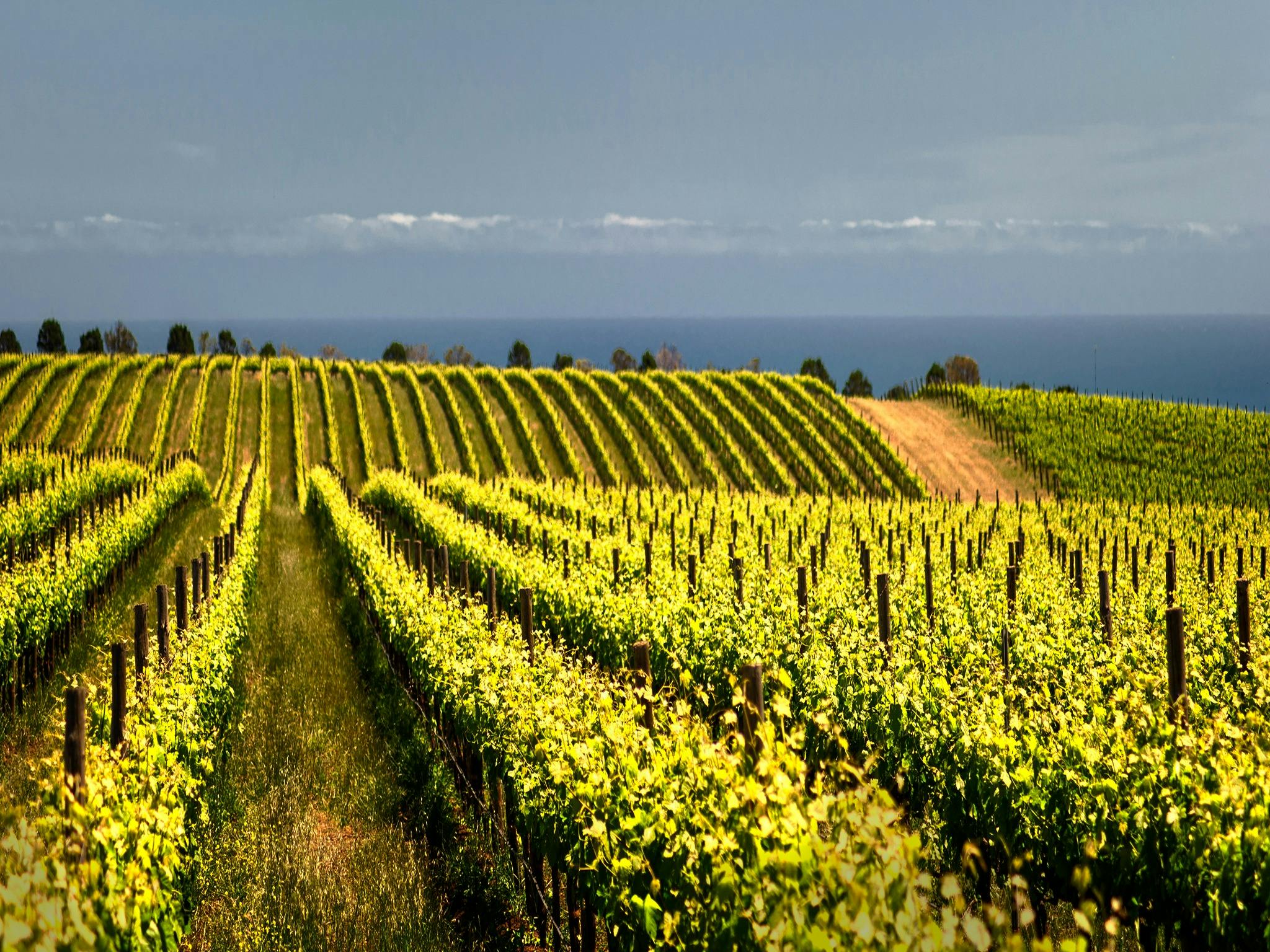 McLaren Vale Vineyard