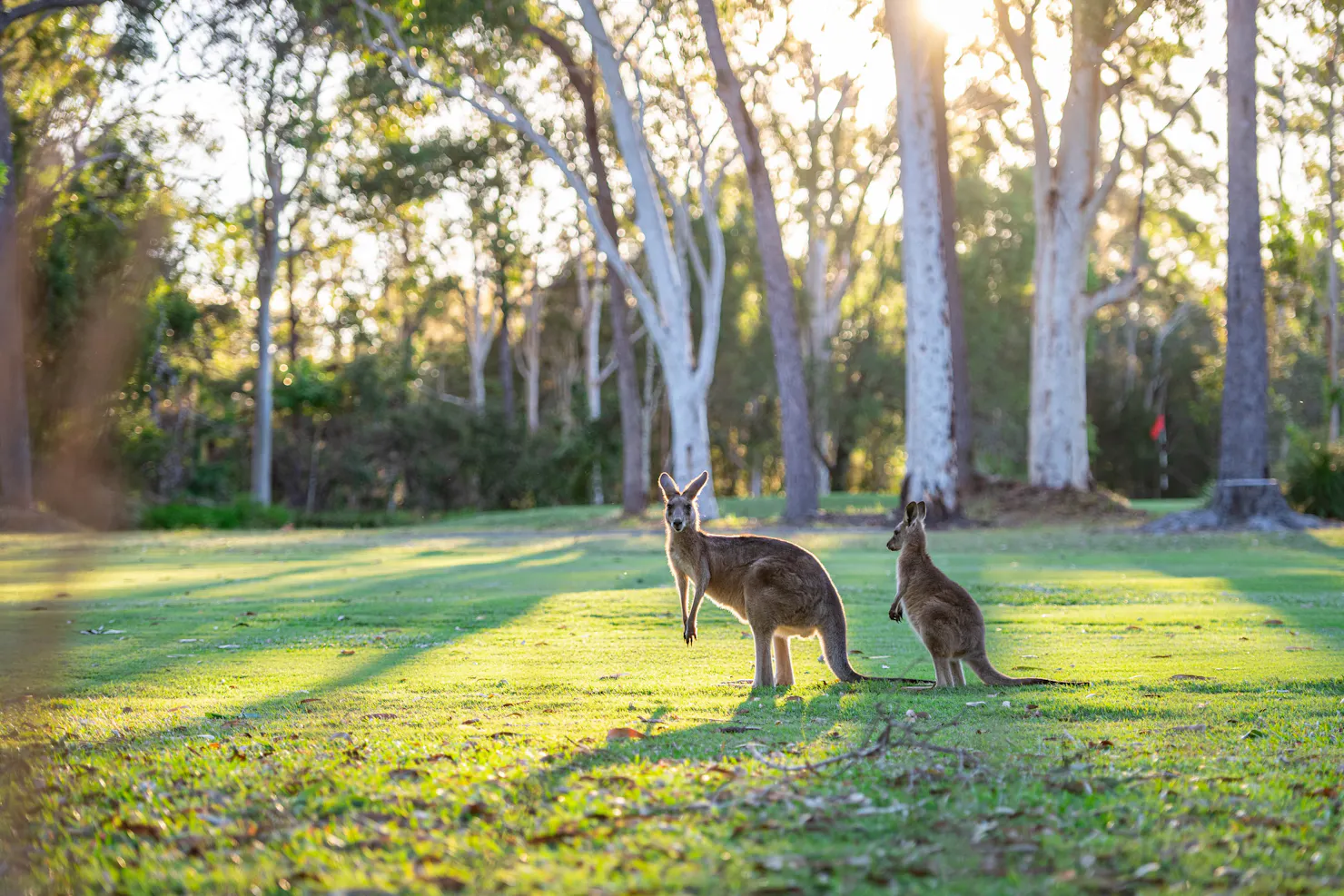 Content kangaroos