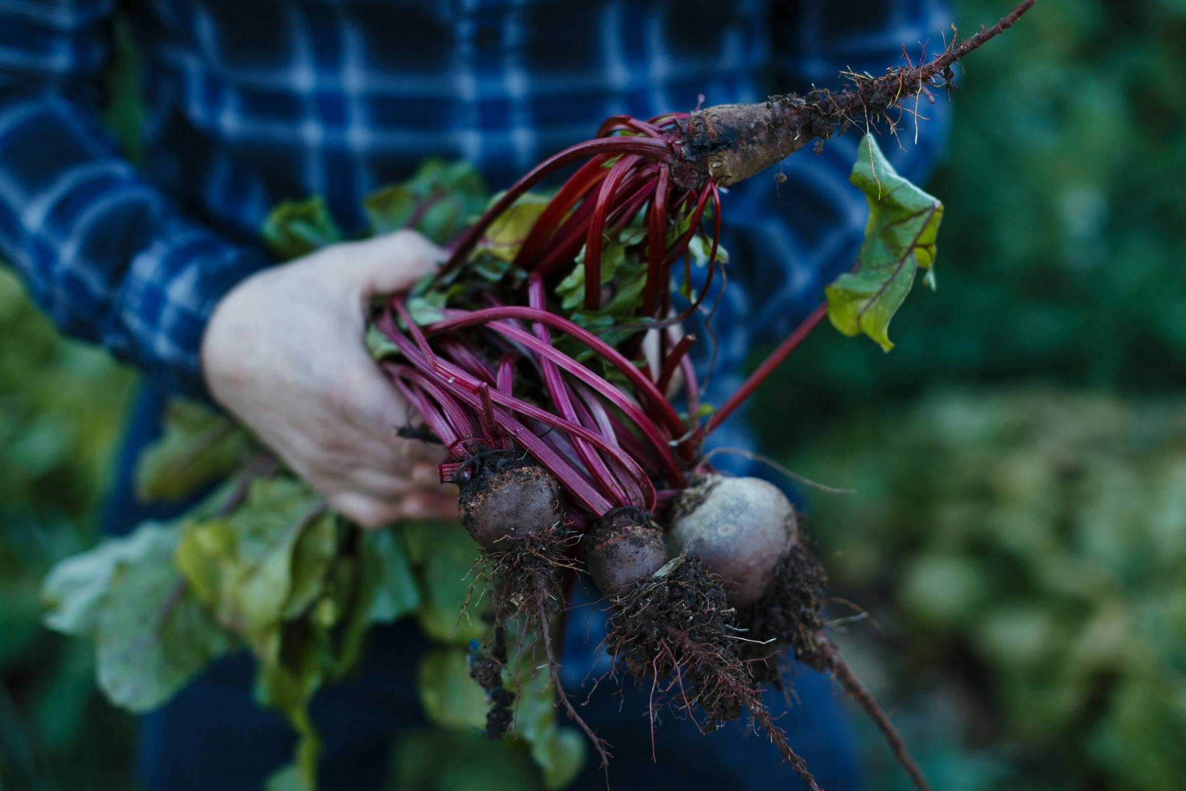 Six Senses Penobscot Farm Tour and Six Course Degustation Dinner
