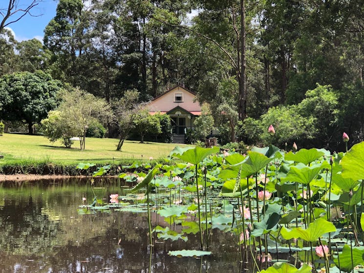 House with dam and lotus flowers