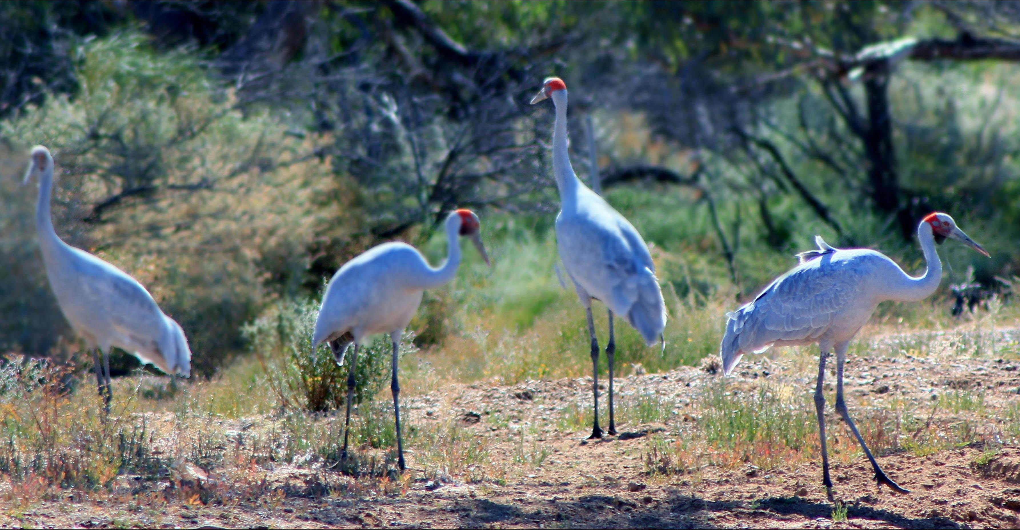Spirit Safaris in South Australia