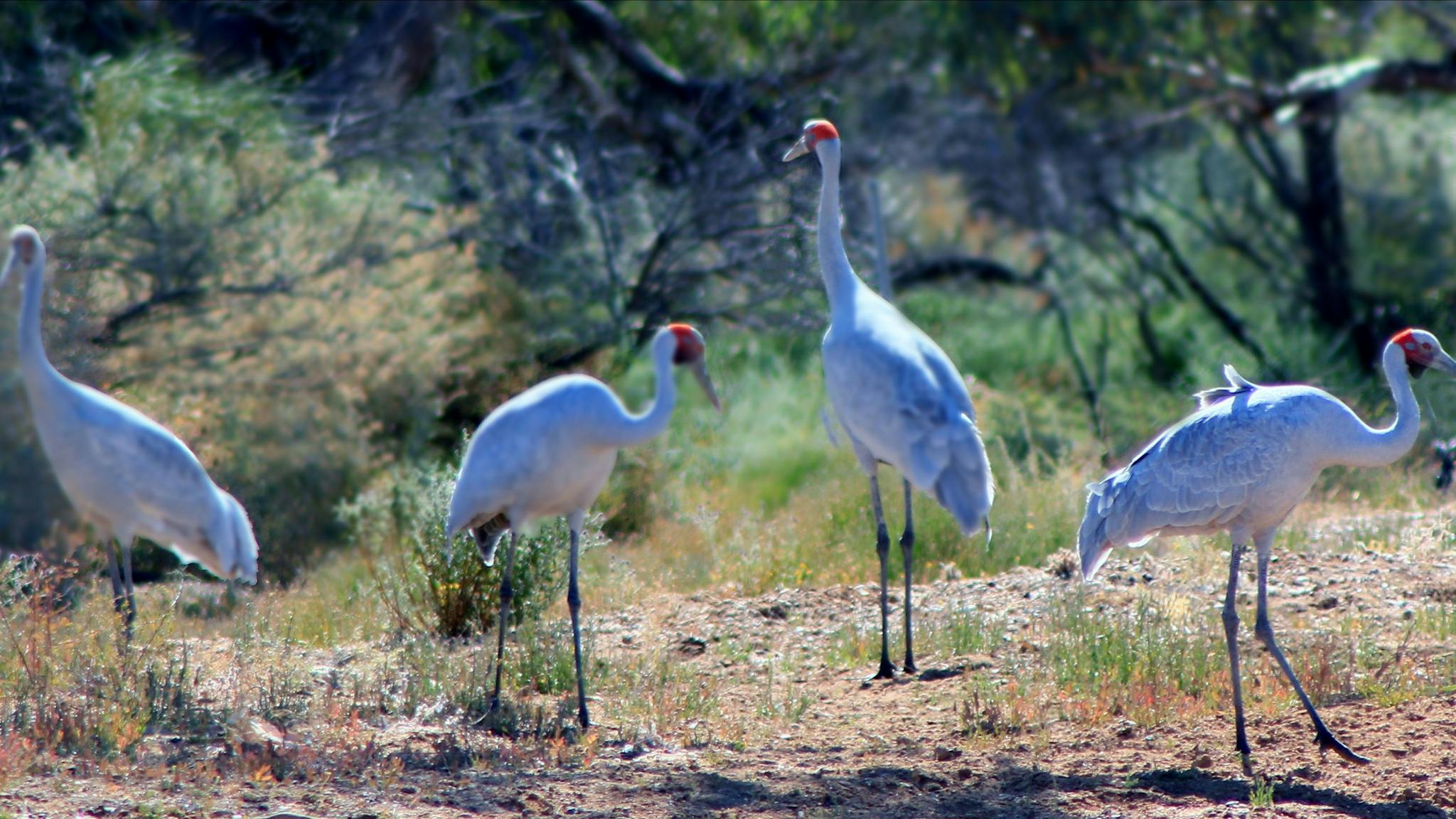 Spirit Safaris in South Australia Slider Image 2
