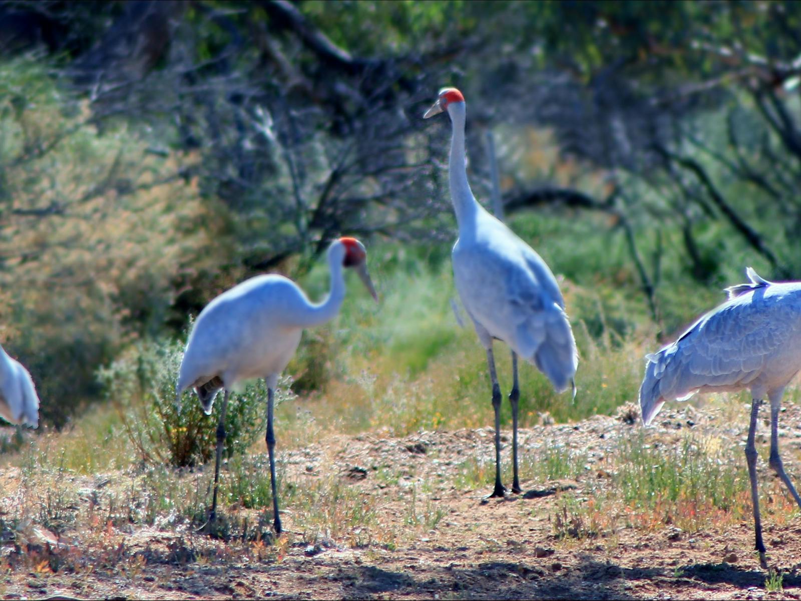 Spirit Safaris in South Australia