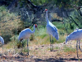 Brolgas on Spirt Safaris Outback & Wilderness Tours to lake Eyre & Birdsville Track