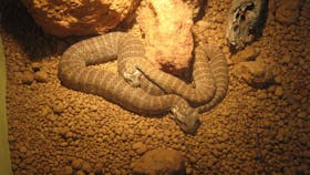 Armadale Reptile Centre