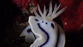Tijou Reef