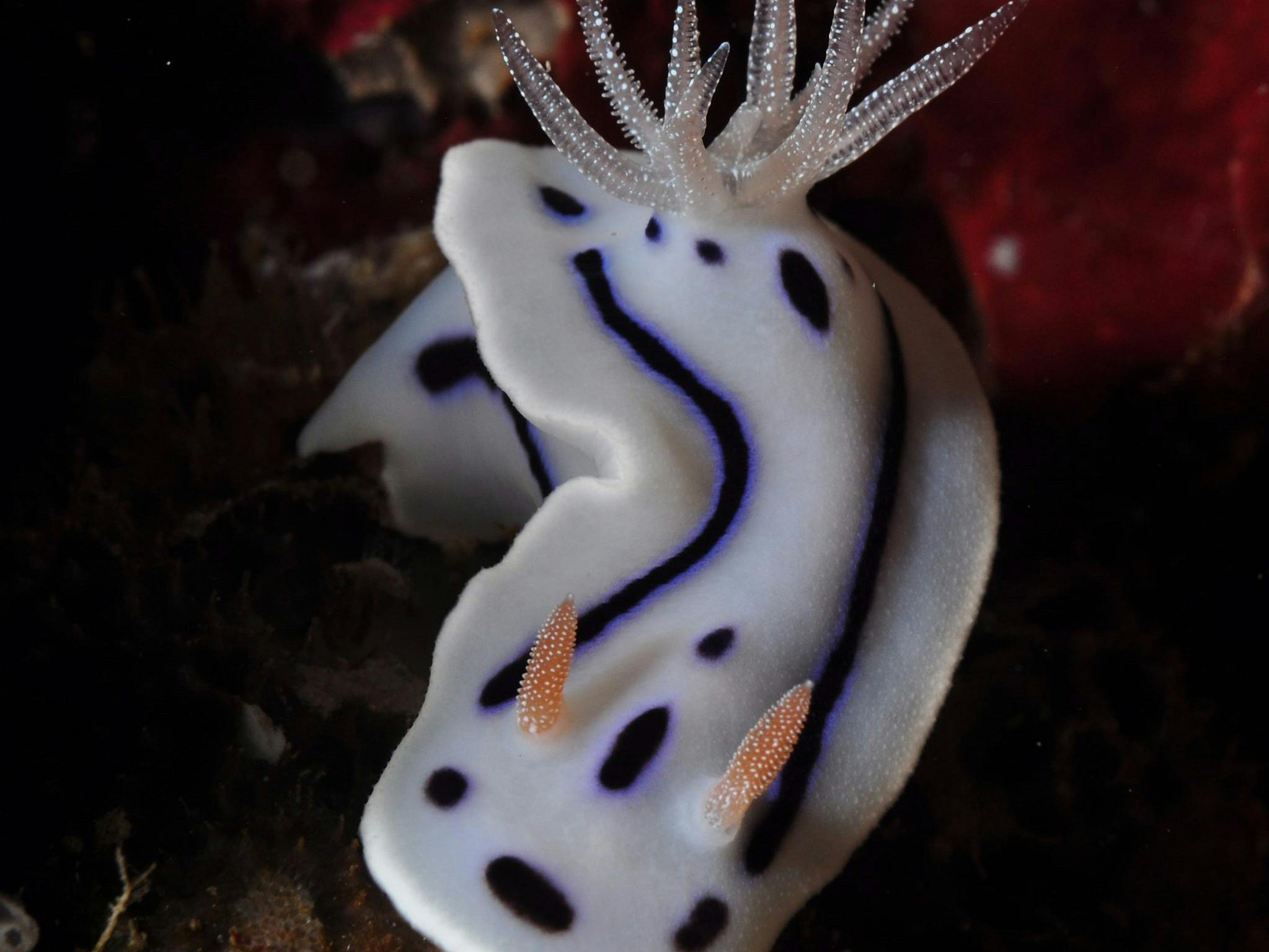 Tijou Reef Tijou Reef