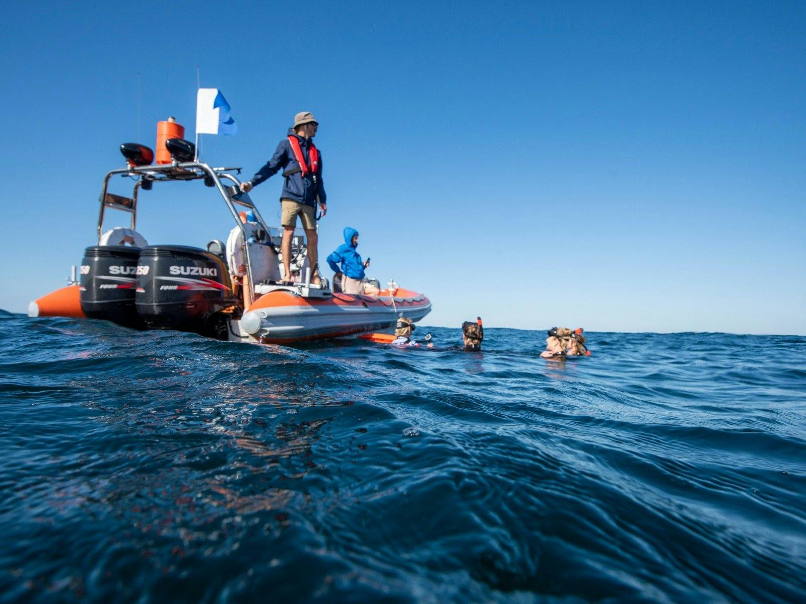 post whale swim, watching them as they dive and continue south.
