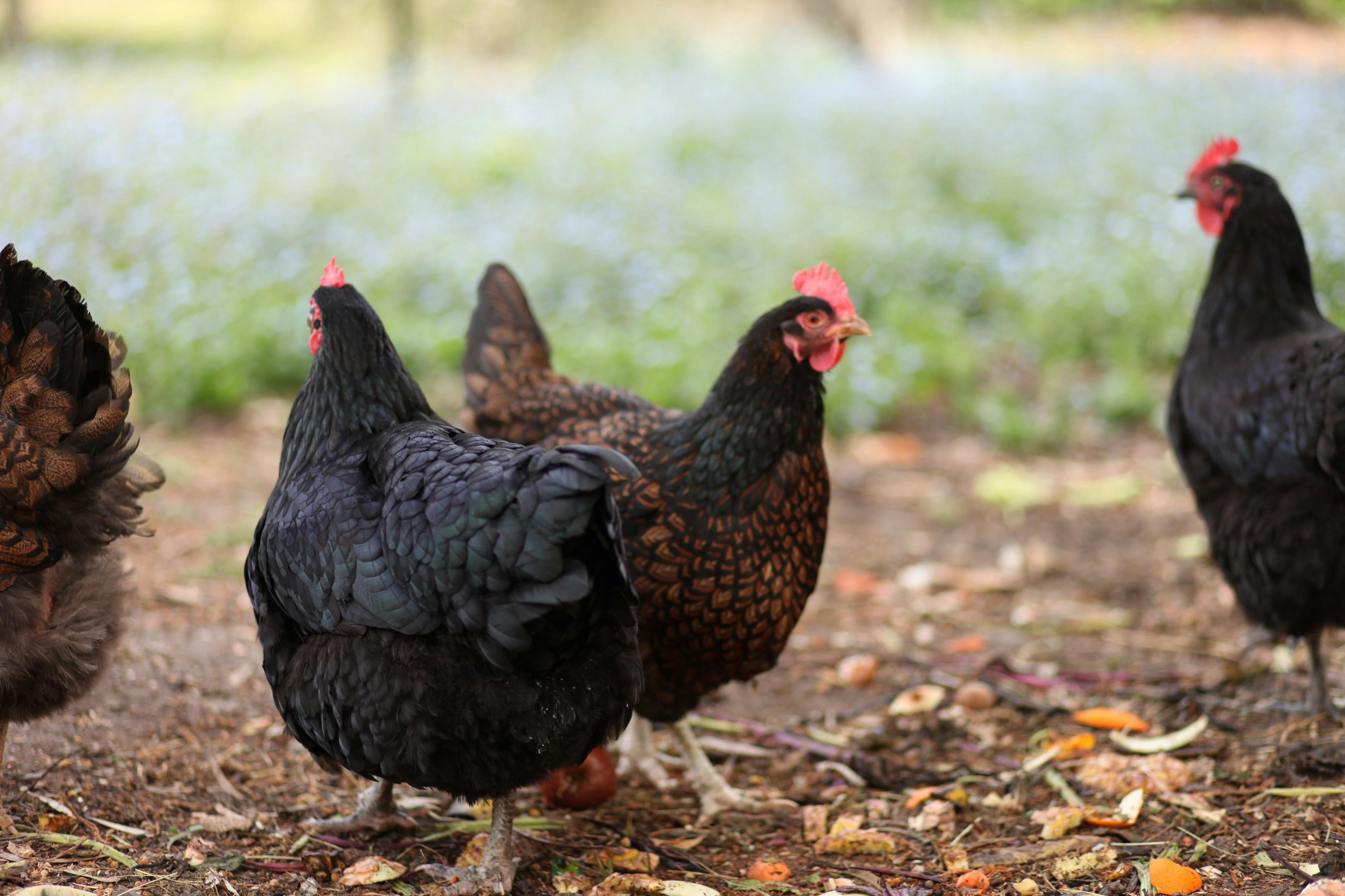 Chooks | Tranquil Point Homestead