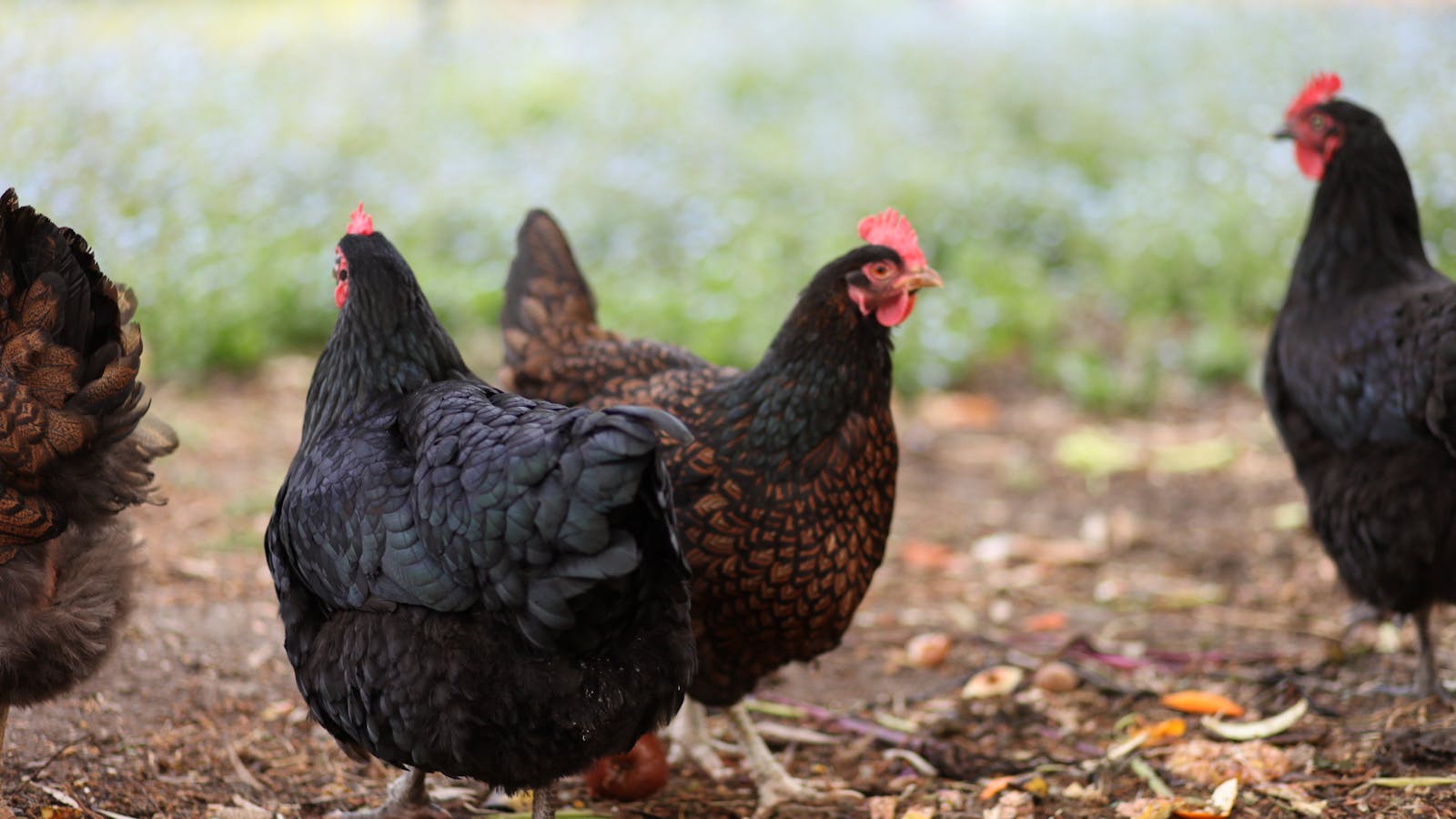 Chooks | Tranquil Point Homestead