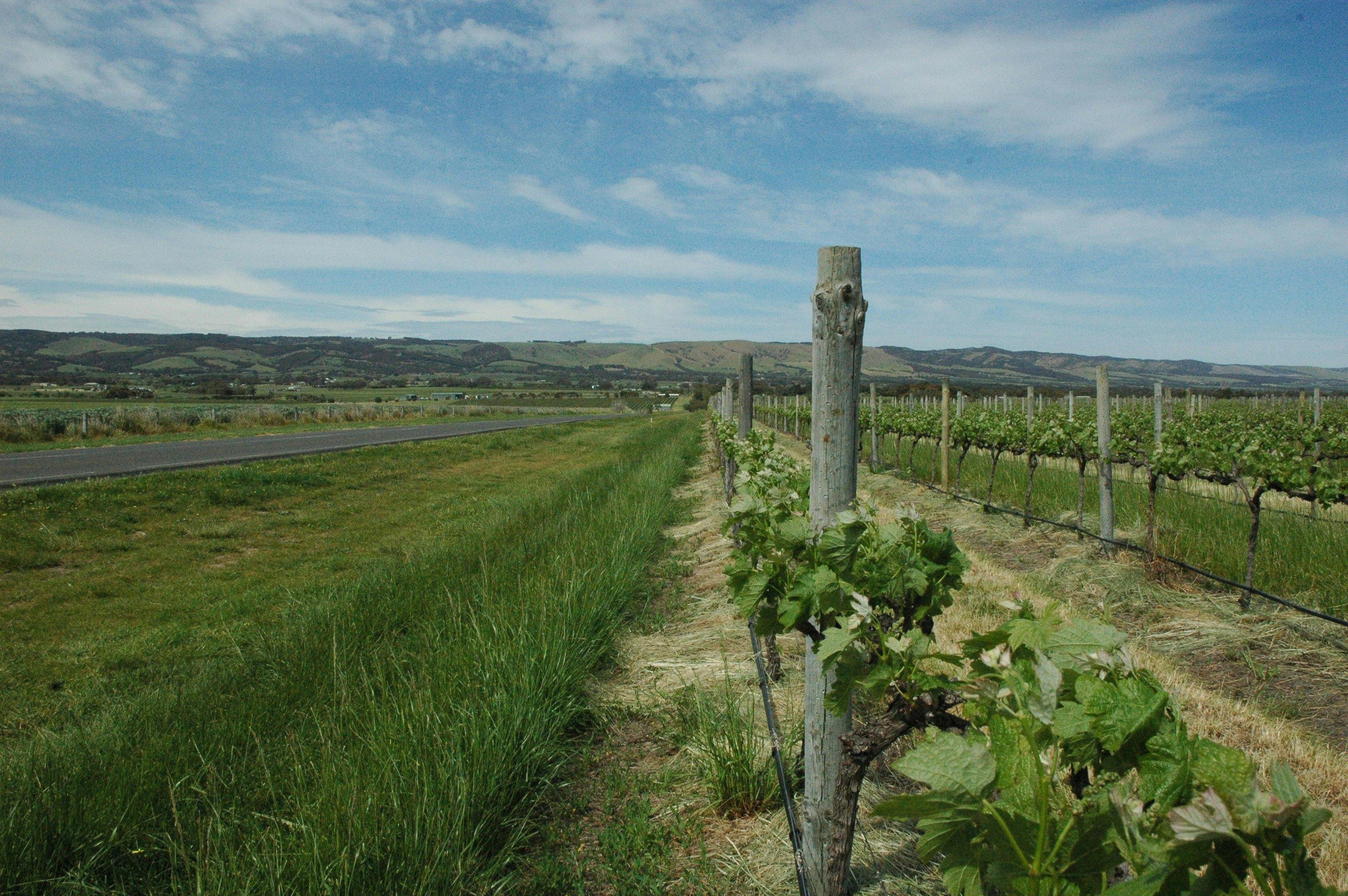 new growth vines by the road between Willunga and McLaren Vale