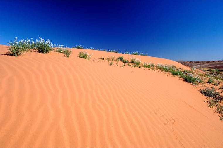 MungaThirri Simpson Desert Conservation Park and Regional Reserve