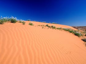 Simpson Desert sand ripples