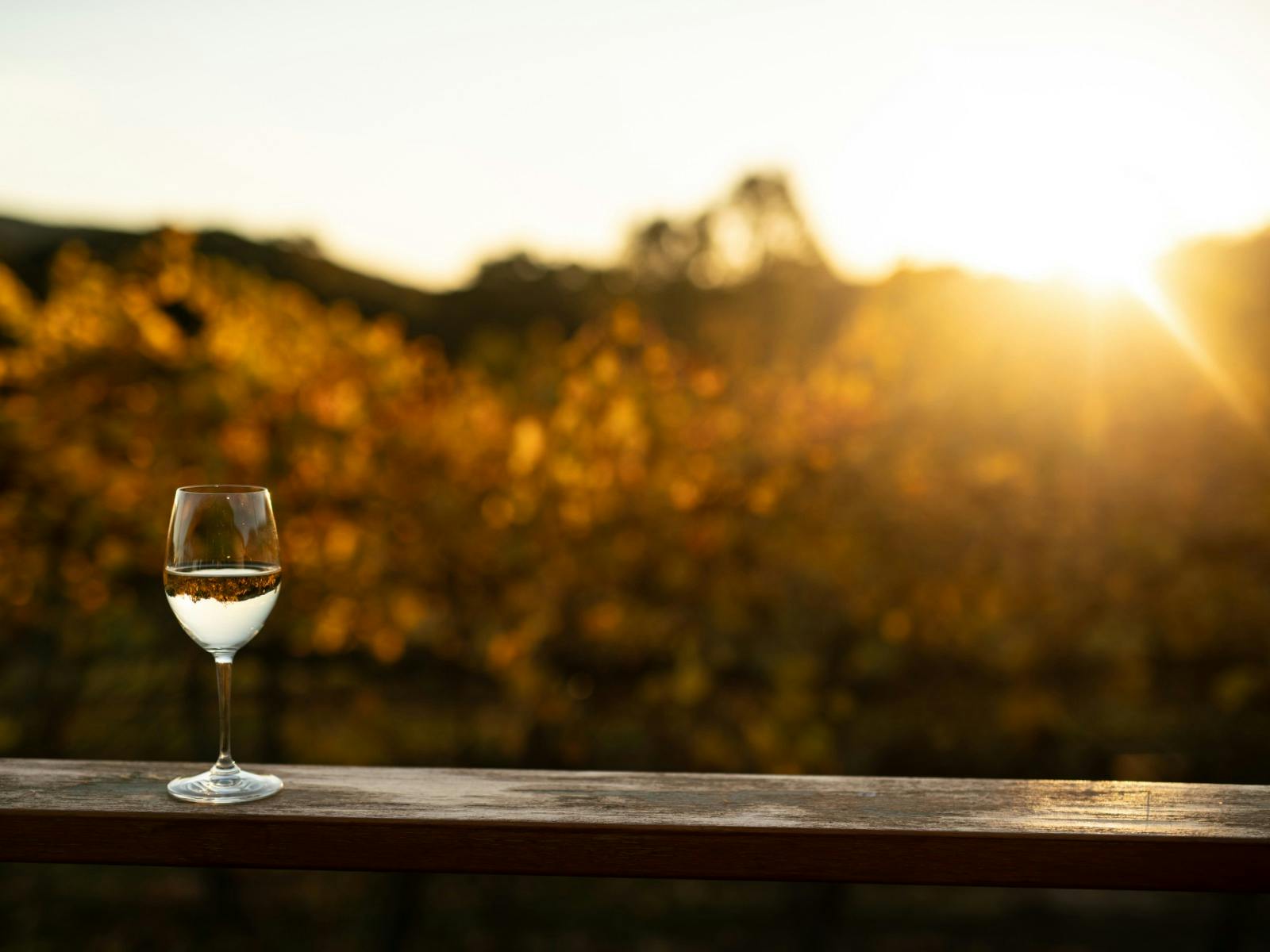 Aficionado wine masterclass in the Balancing Heart Vineyard