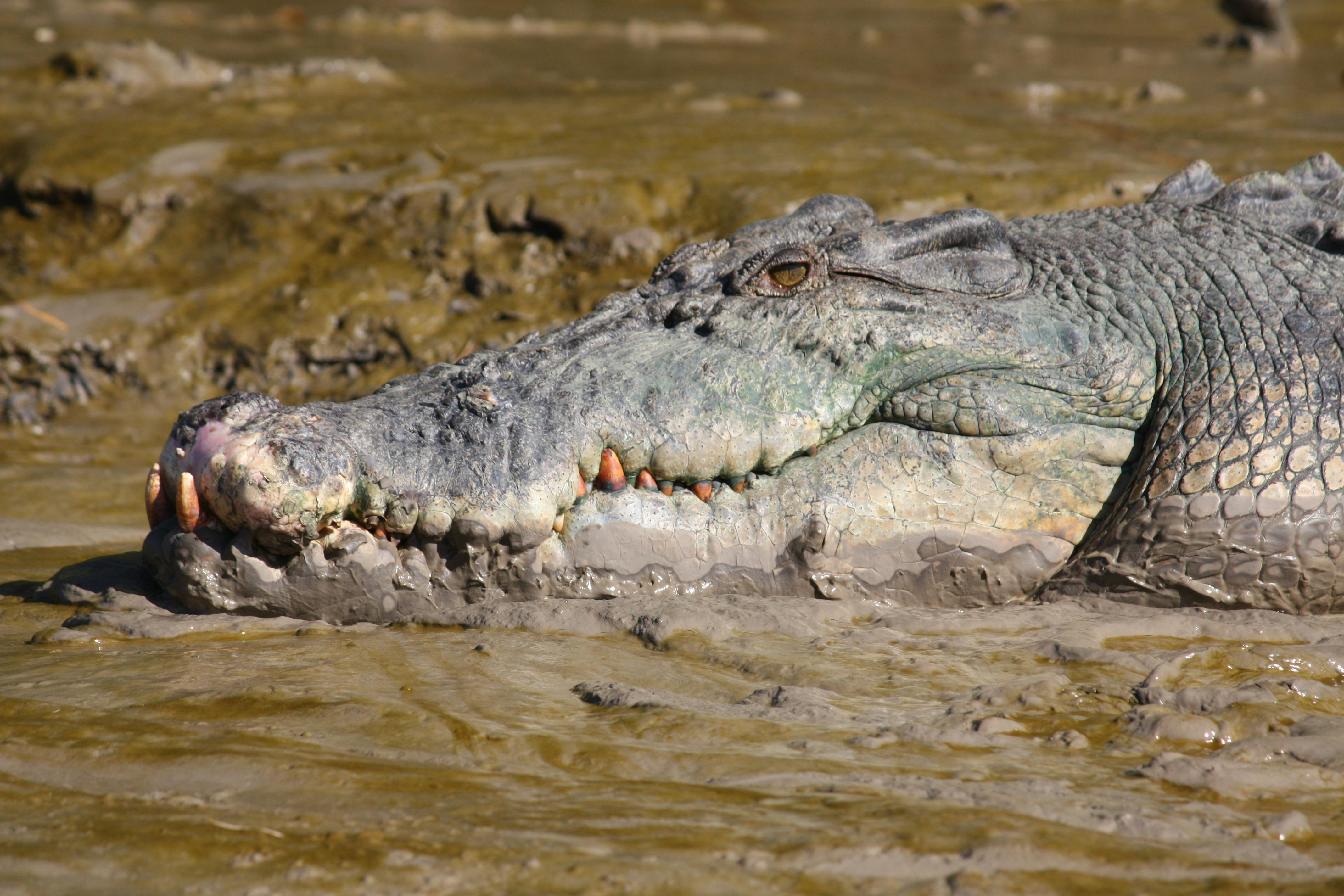 Nosey 5 meter Saltwater Crocodile