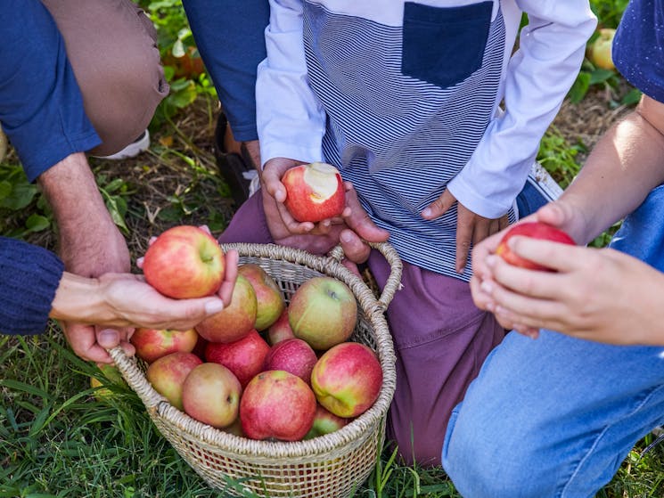 Family enjoying a day of apple picking at Shields Orchard, Bilpin