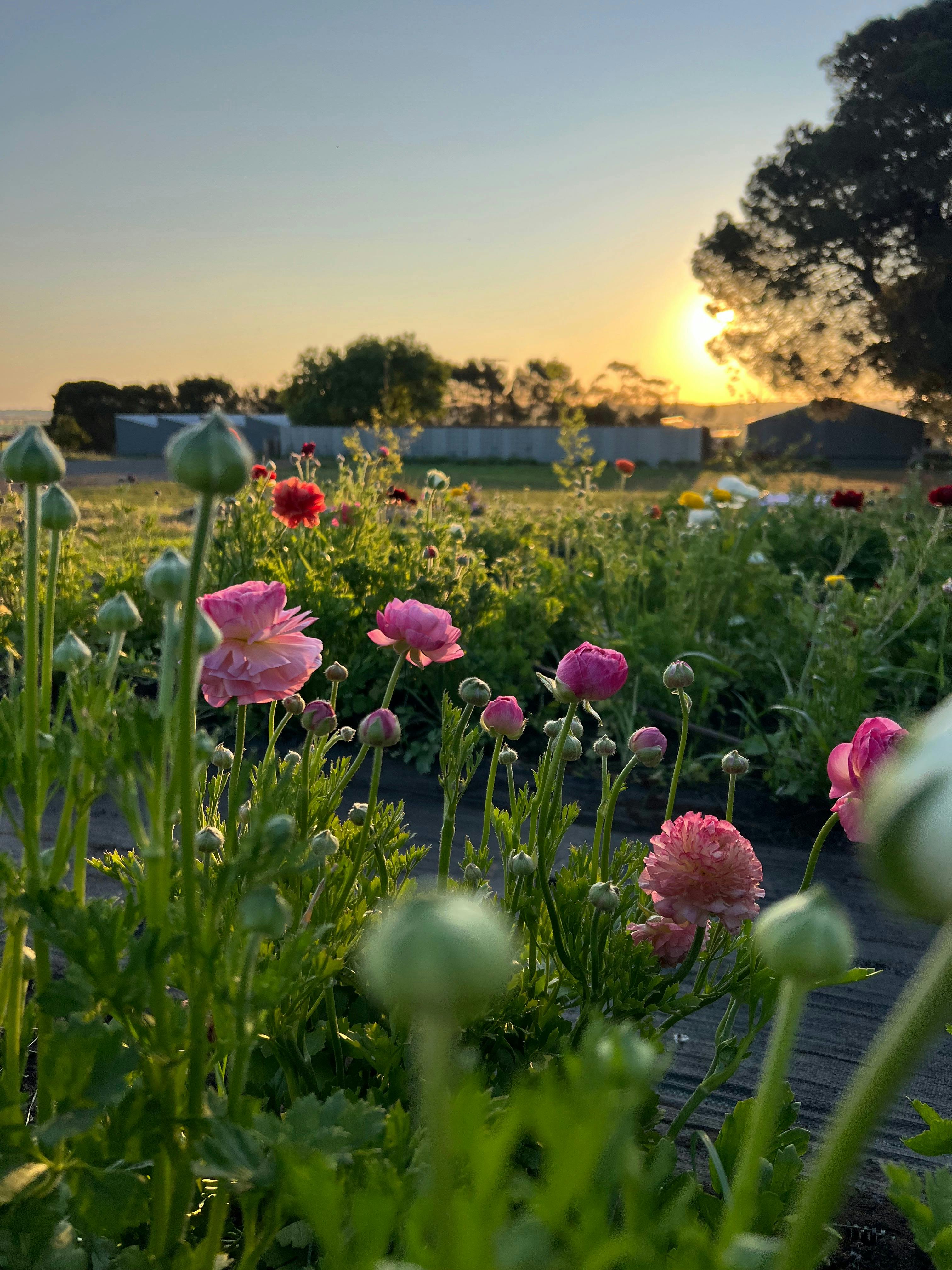 Pick Your Own Flowers at Shimmering Pines Farm