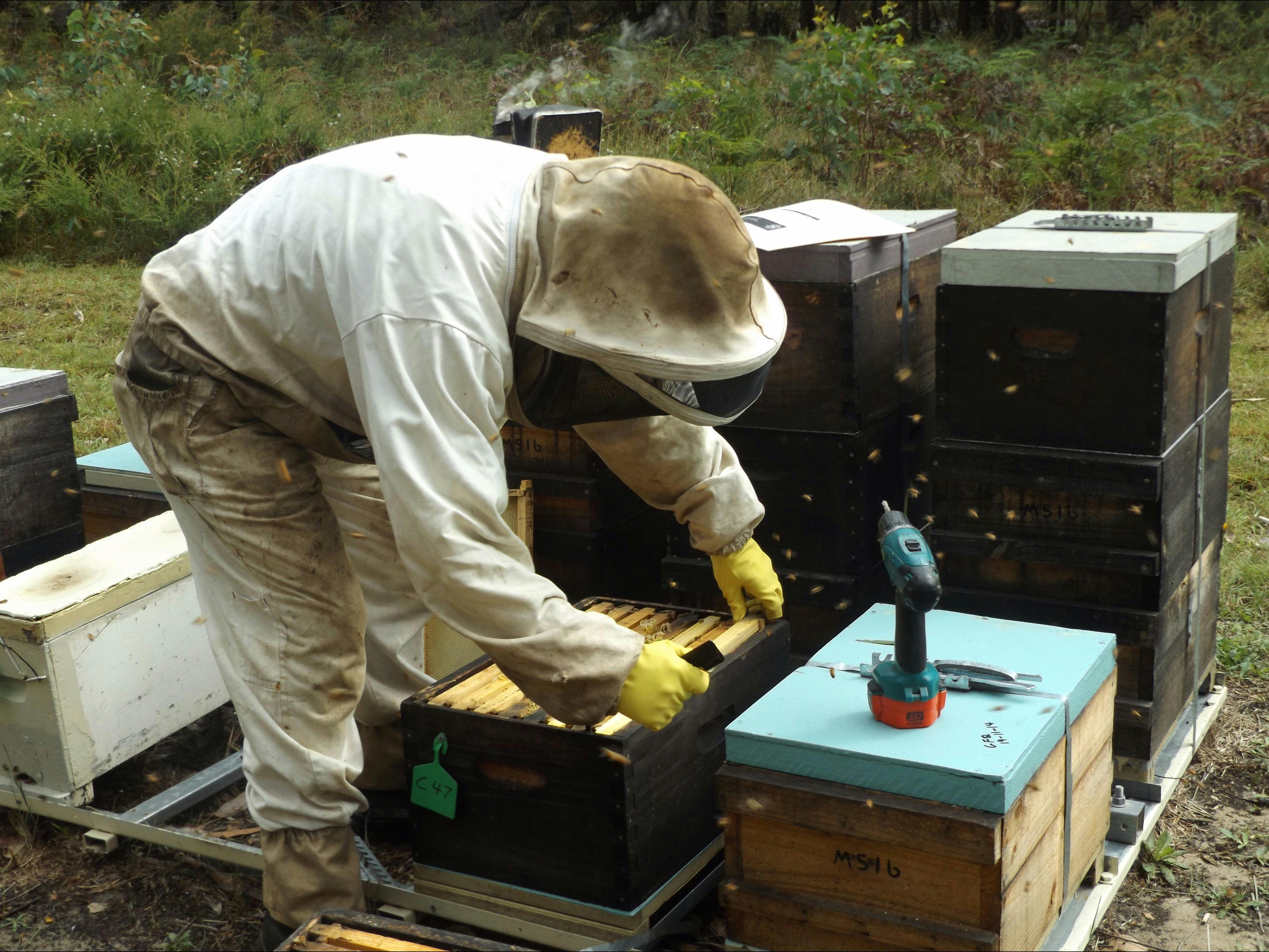 Mogo Village Honey Beekeeping Tours