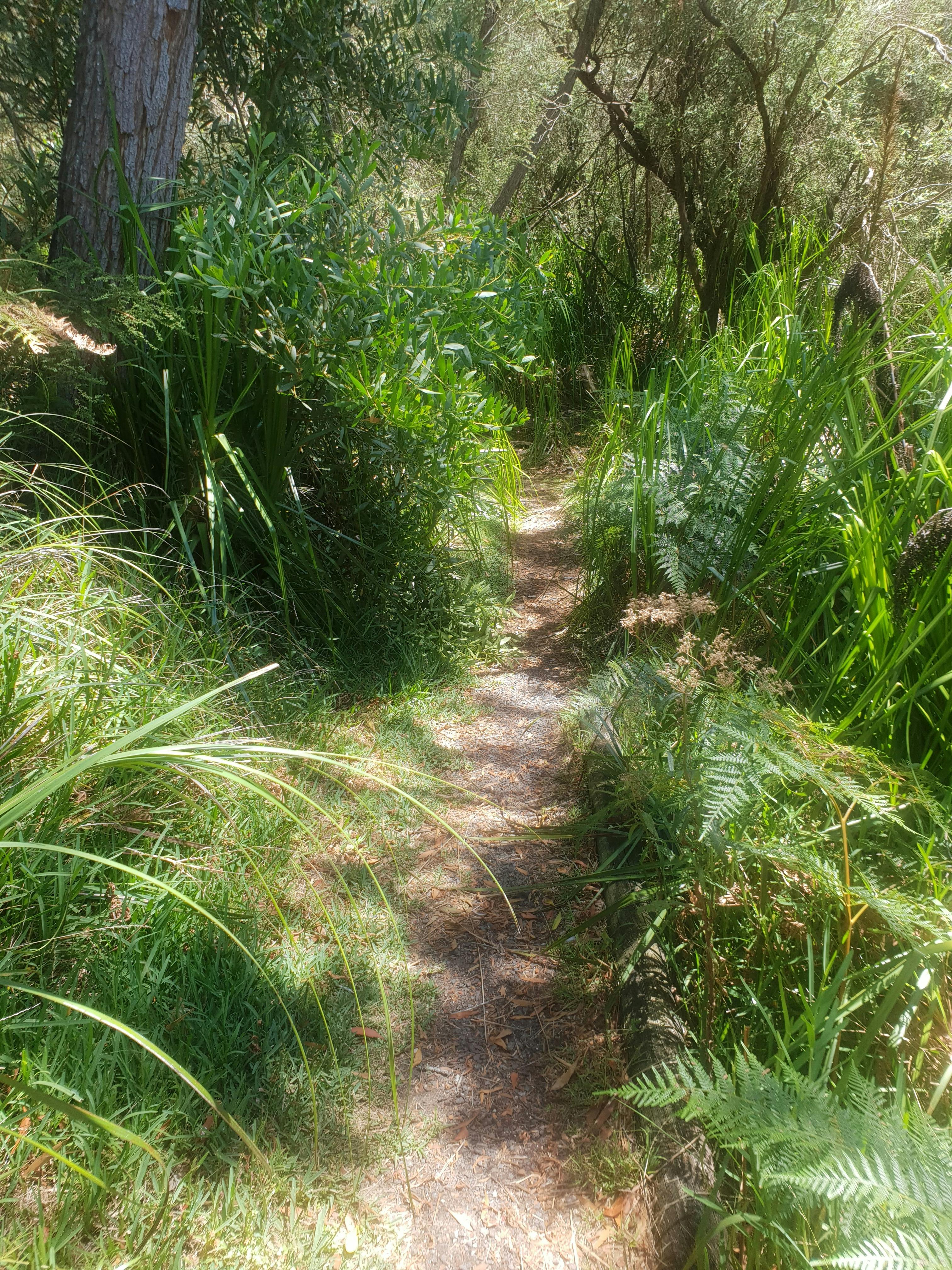 Section of the   Great South West Walk track