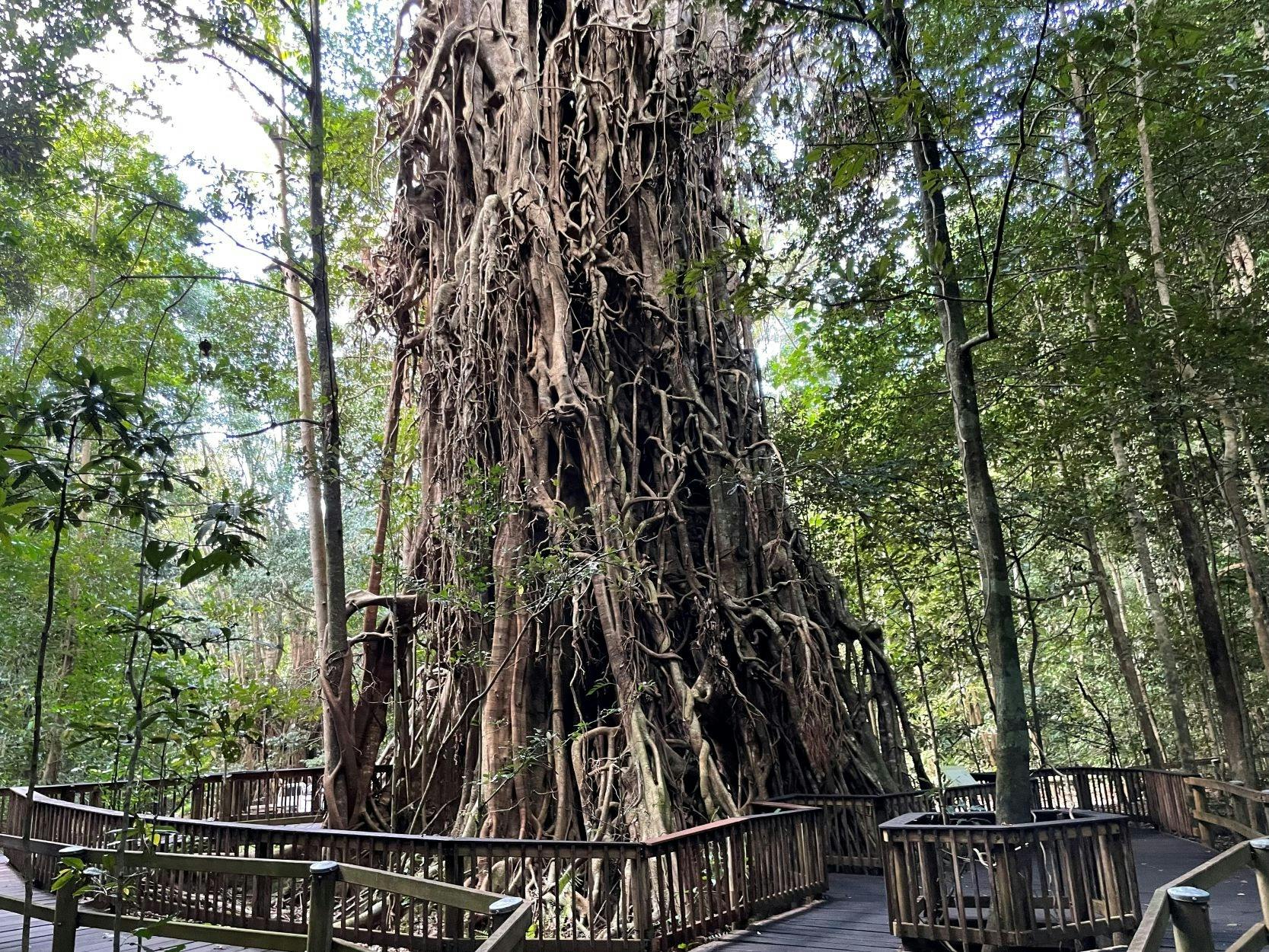 Visit to the Clohesy River Fig Tree