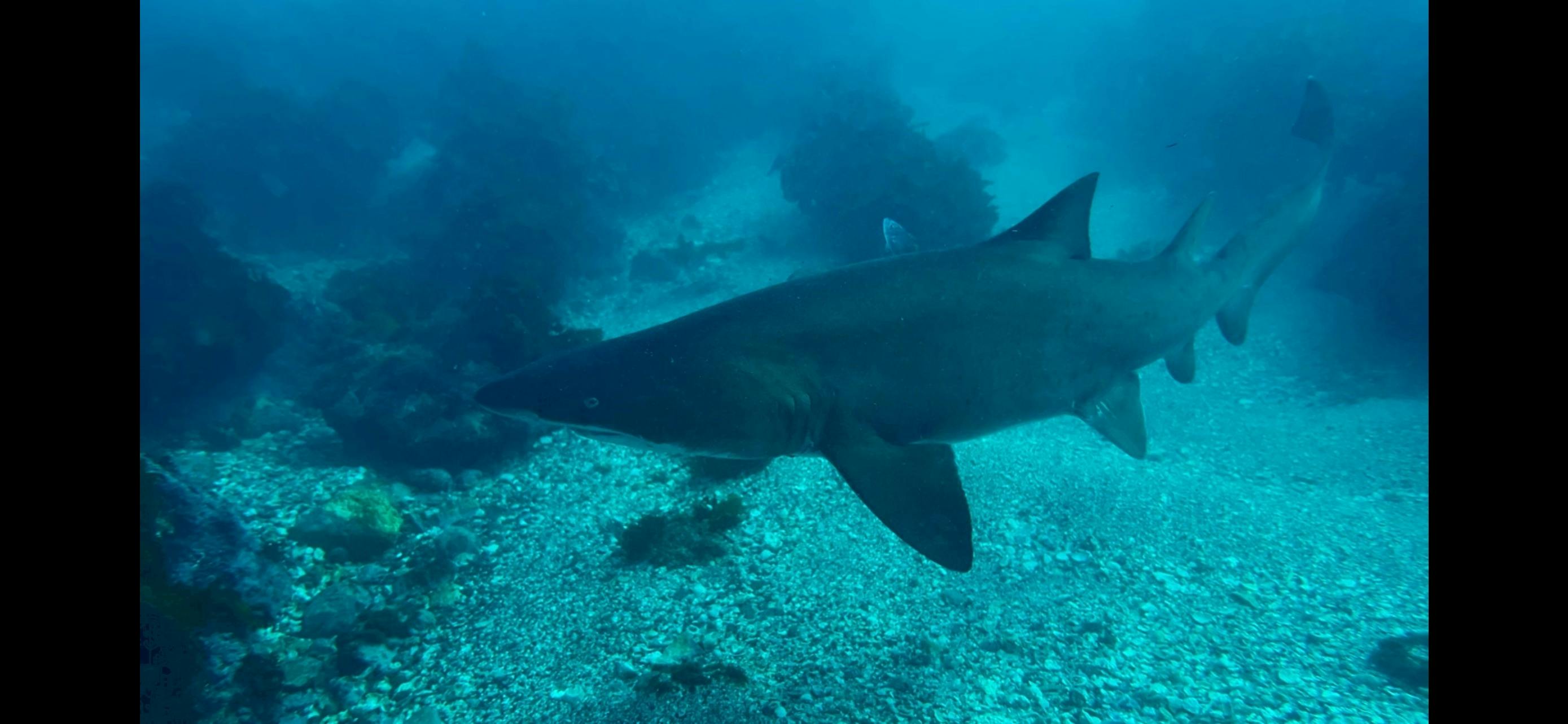 Grey Nurse Shark