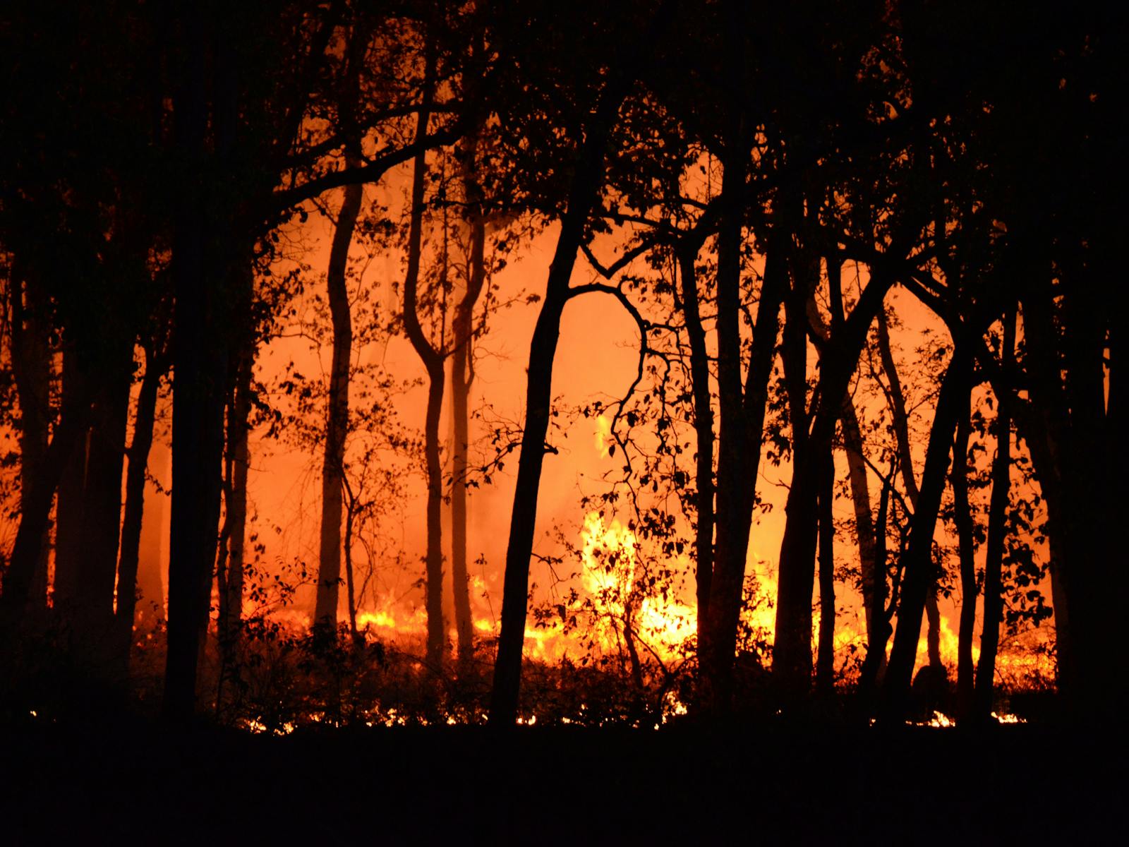 Image for Igniting Conversation: Building resilience in our communities after bushfires