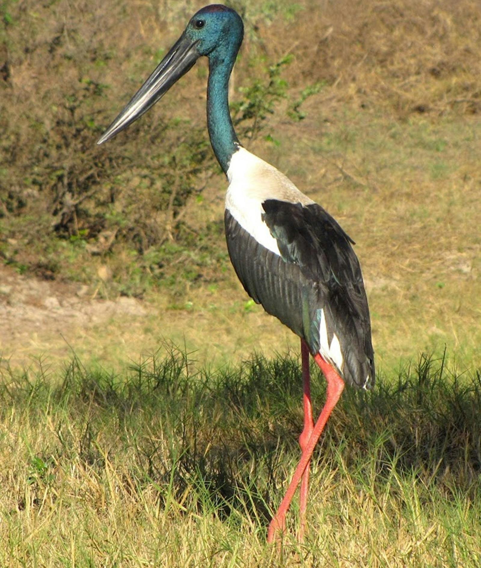 Birdwatching Safari of Kakadu & Litchfield National Parks