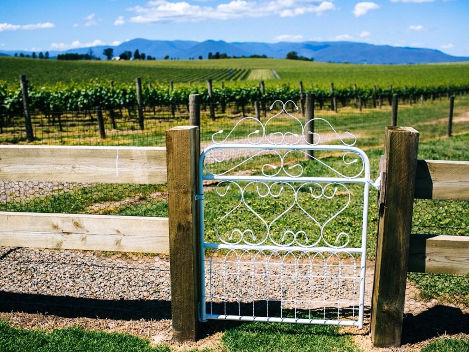 Yarra Valley Vines