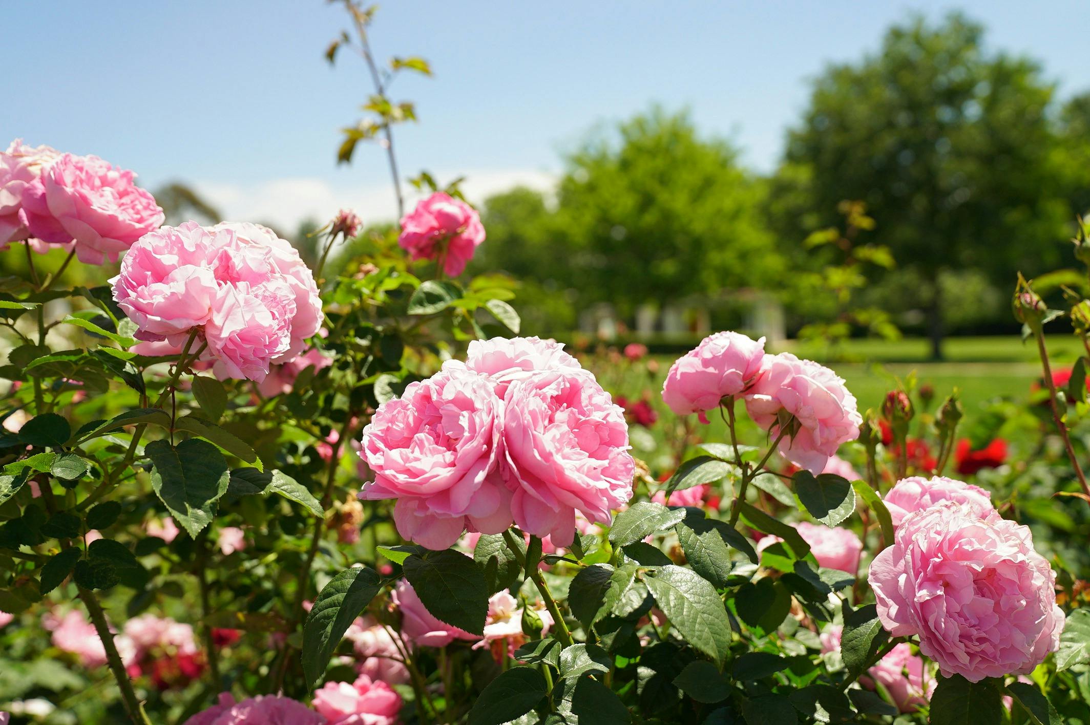 Pink roses in a garden