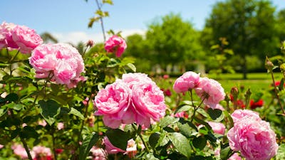 Pink roses in a garden