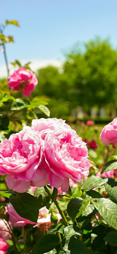 Pink roses in a garden