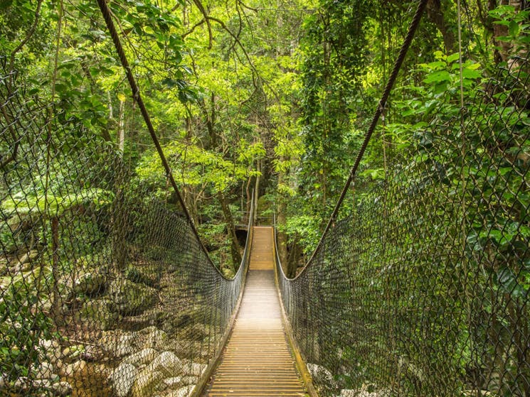 Sydney rainforest