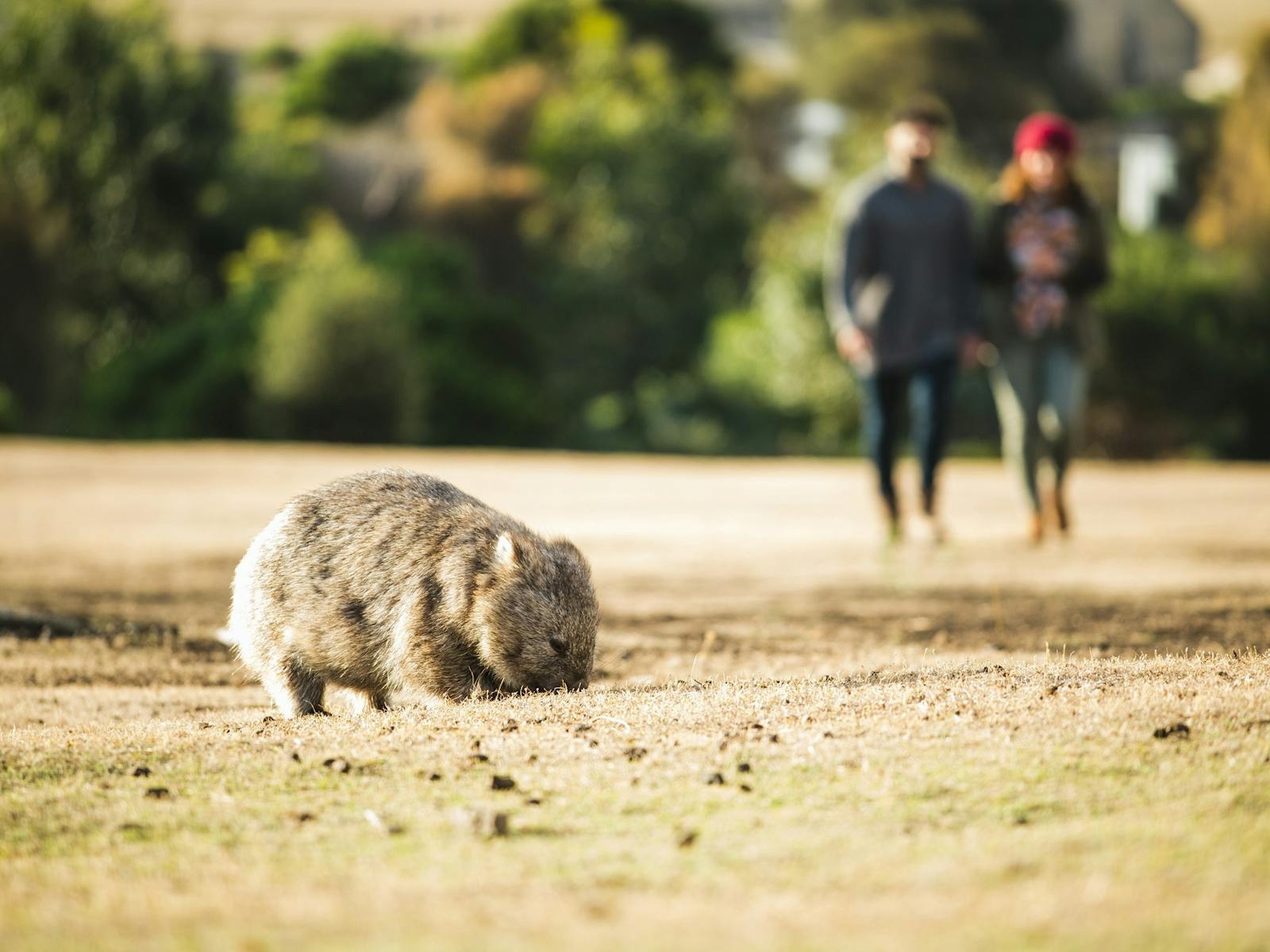 A wombat eating grass in foreground with two people viewing from the distance.