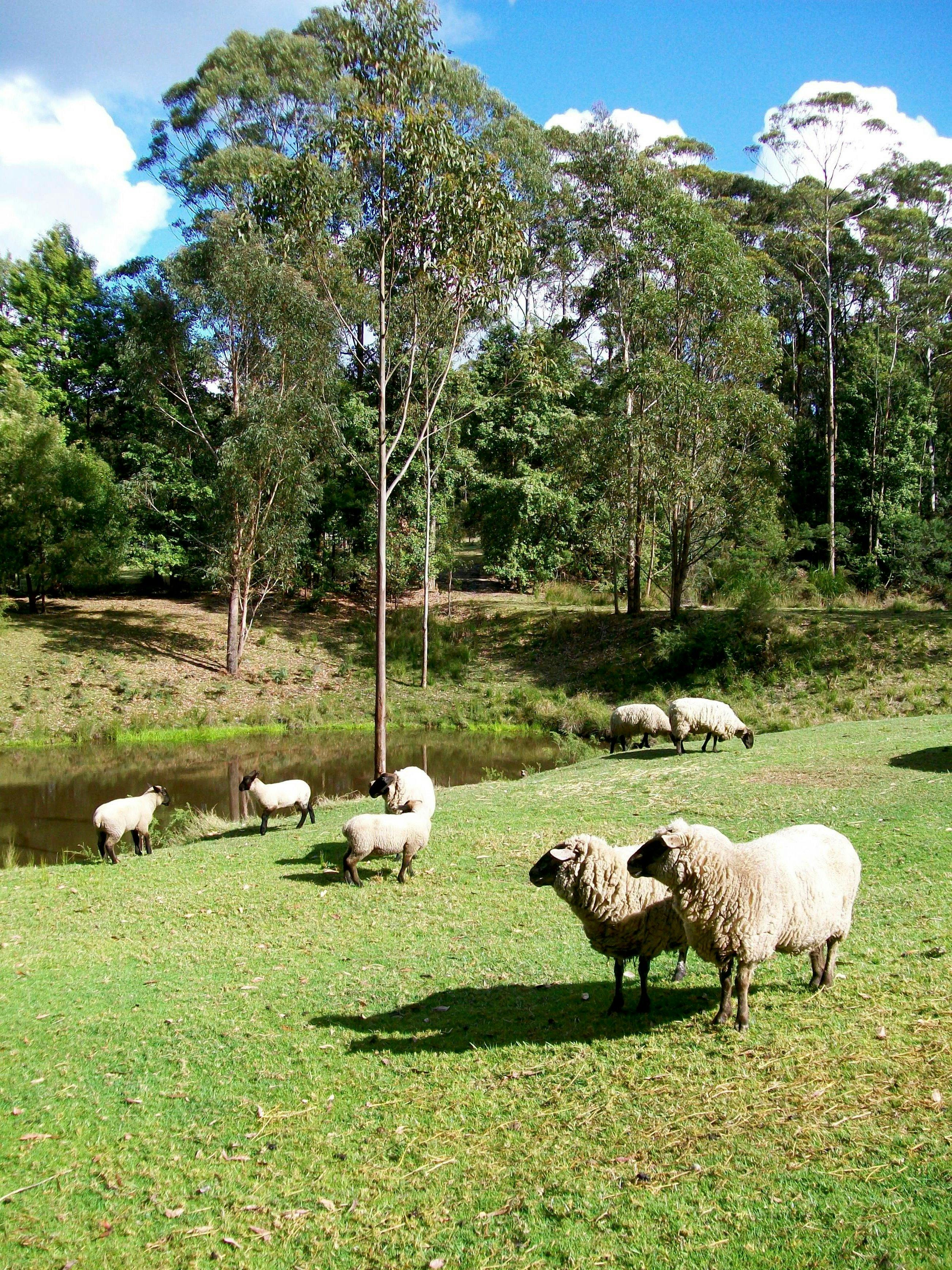 Dams and sheep