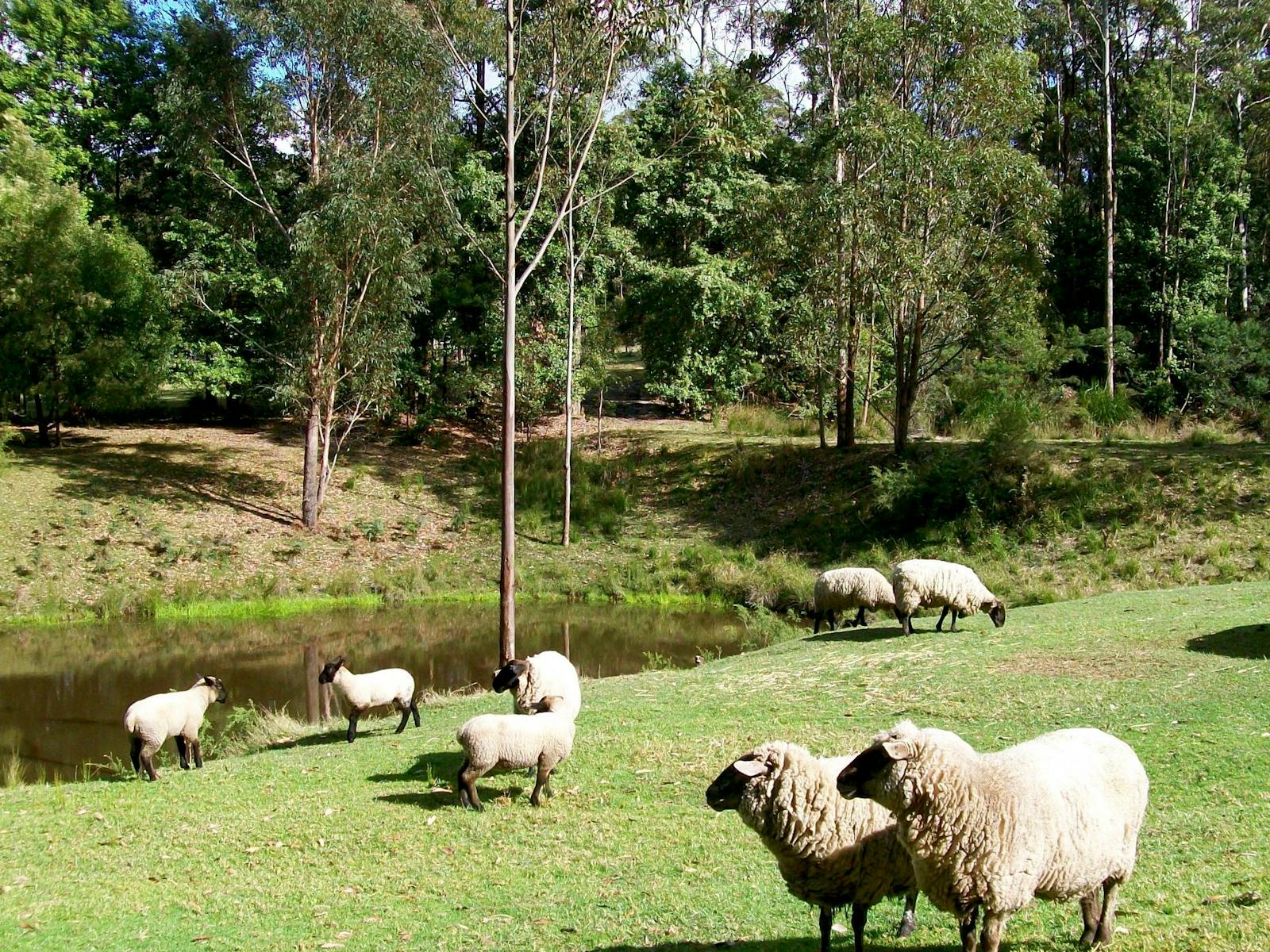Sheep around the dams.
