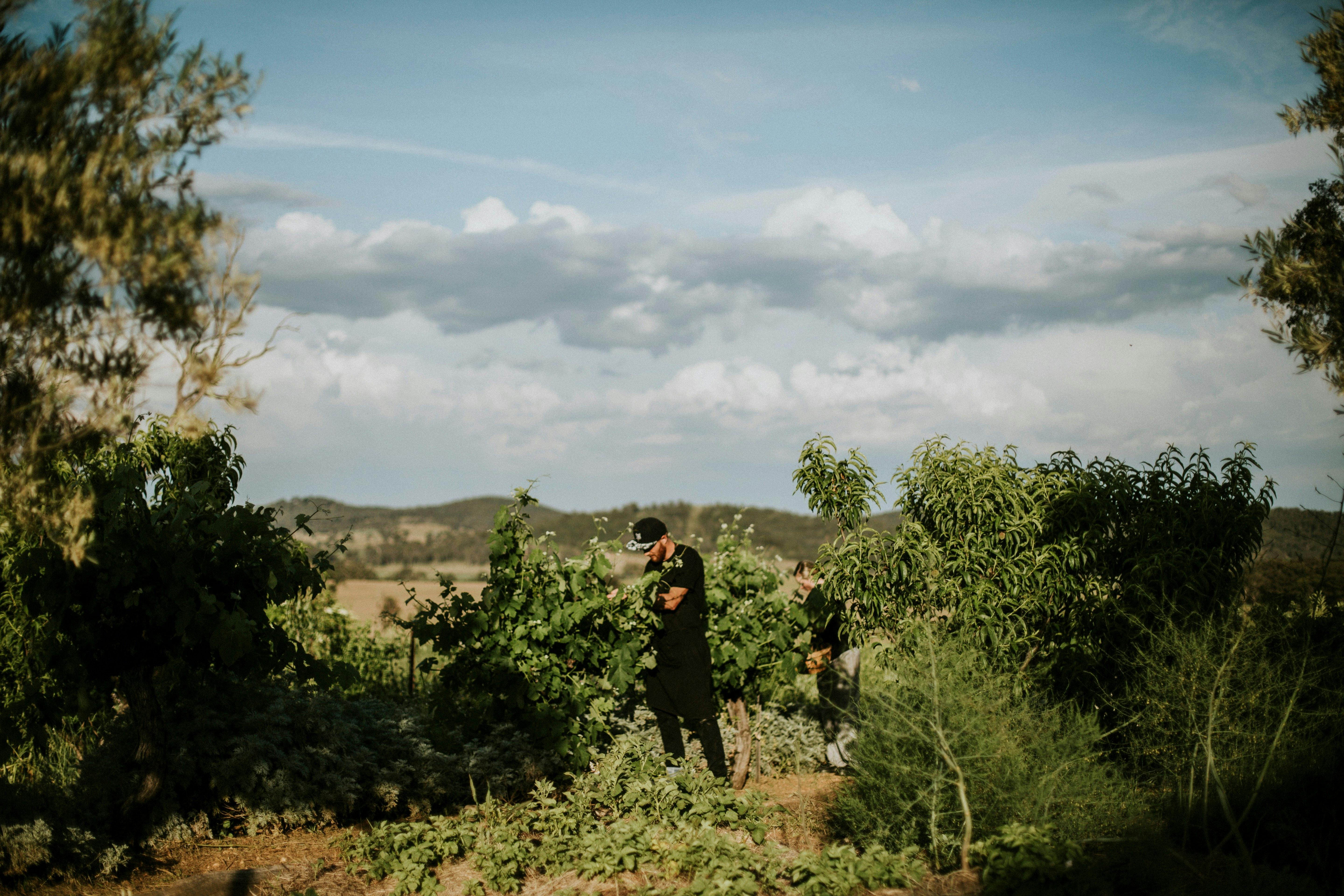 Chefs in the garden at Zin