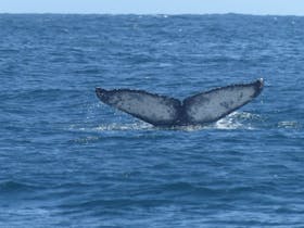 Bicheno Blowhole - East Coast Whale Trail