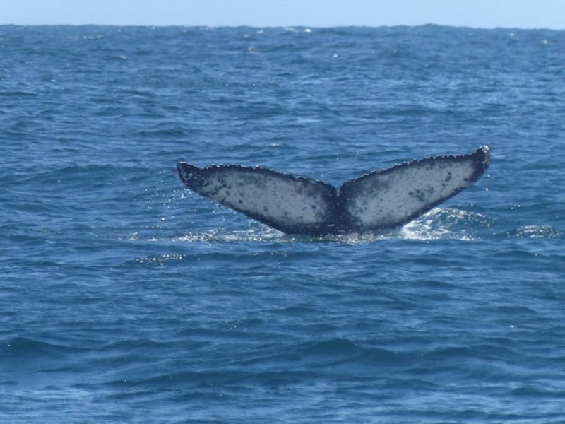 Bicheno Blowhole - East Coast Whale Trail