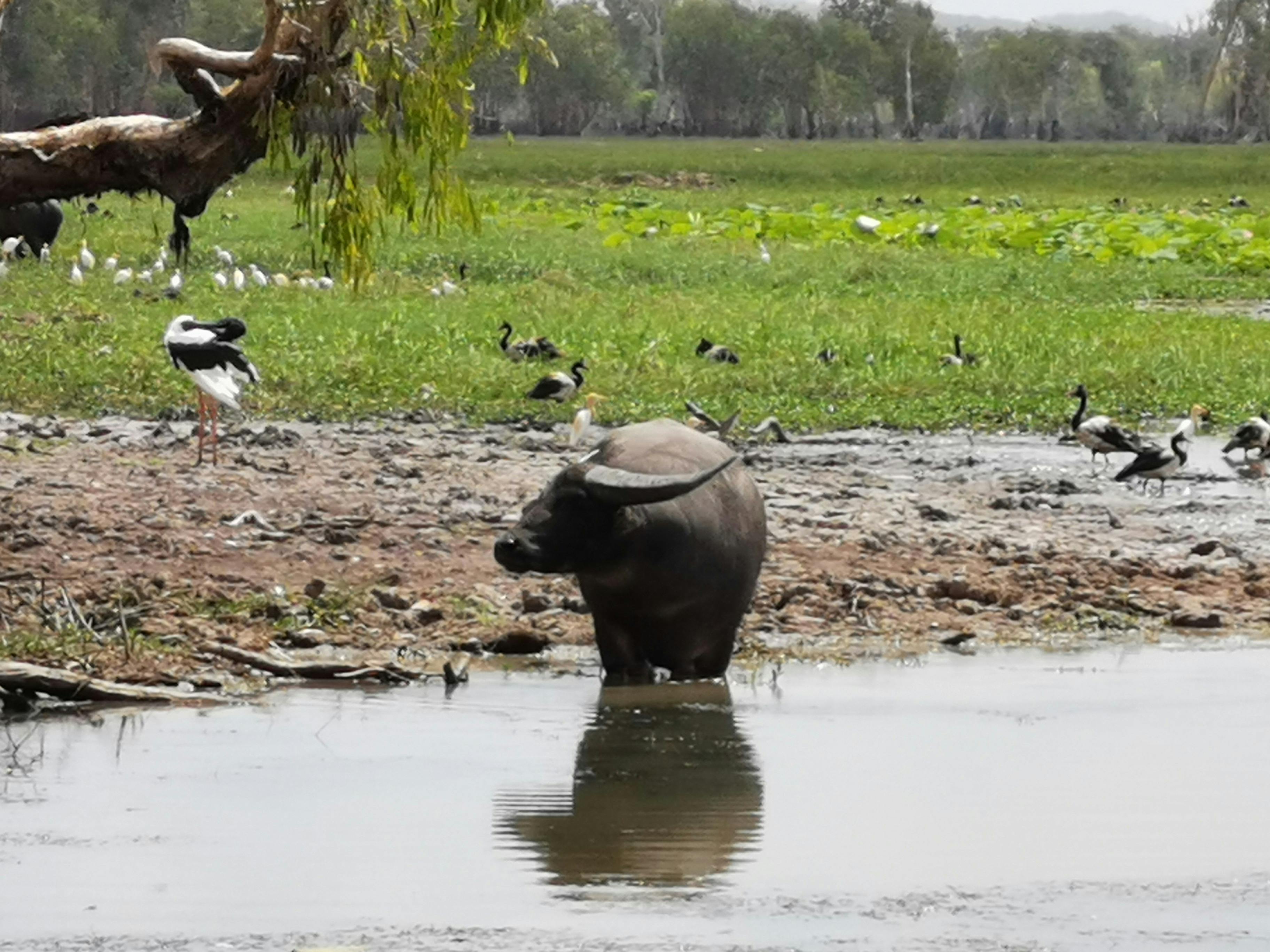buffalo in Yellow Water Billabong