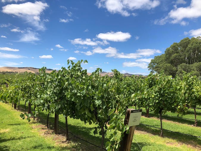 Barossa and Hahndorf Highlights