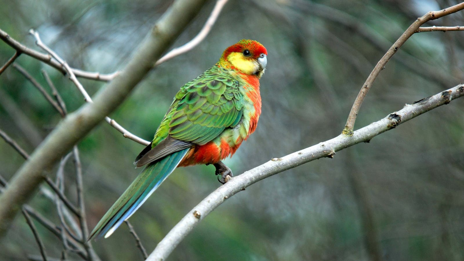 Western Rosella's are only found in the south west of Australia and are seen in Perth.