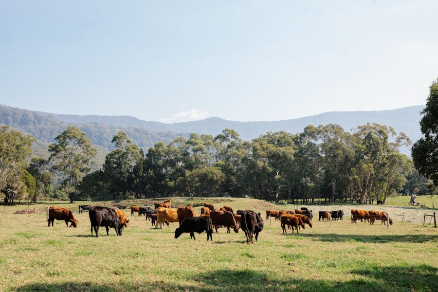 Our Cows