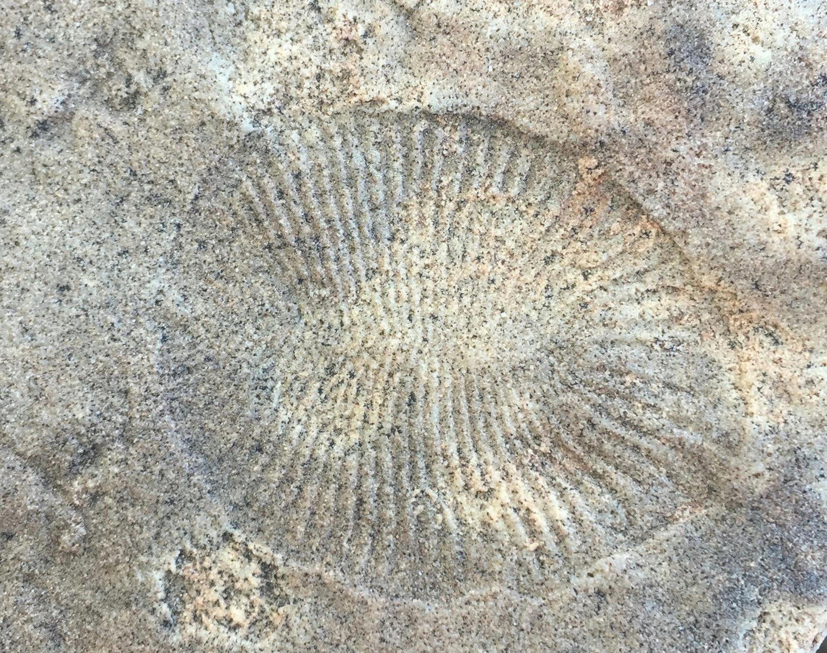 3 Day Tour - Ediacara Fossil Tour - Flinders Ranges