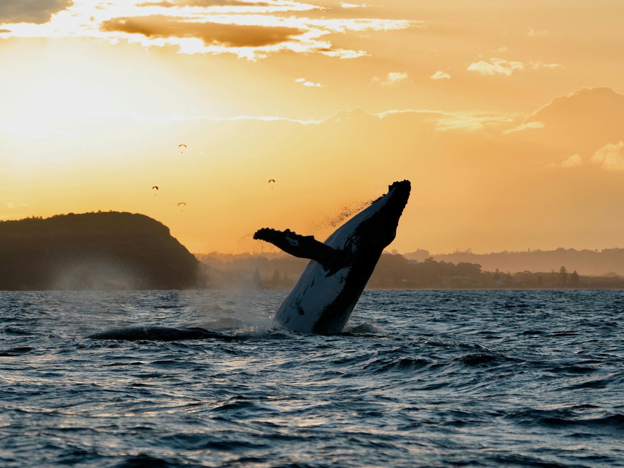 Sunset Breach