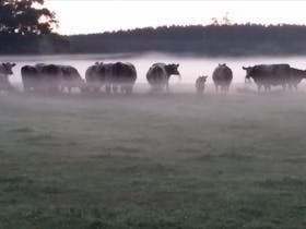 Caroline Hills cattle in the evening mist