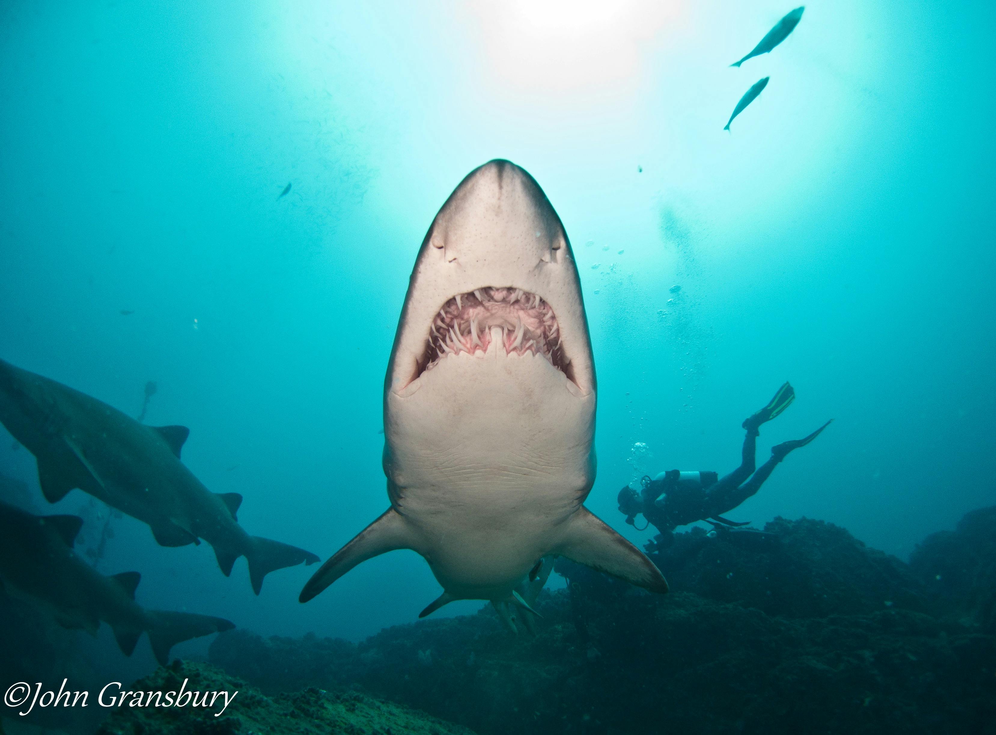 Scuba Diving Charters